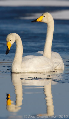 Whooper Swan - Wilde-Zwaan - Cygnus cygnus