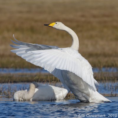 Whooper Swan - Wilde Zwaan - Cygnus cygnus