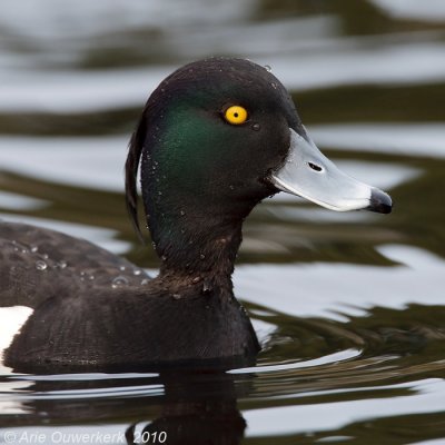 Tufted Duck - Kuifeend - Aythya fuligula