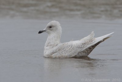 Iceland Gull - Kleine Burgemeester - Larus glaucoides