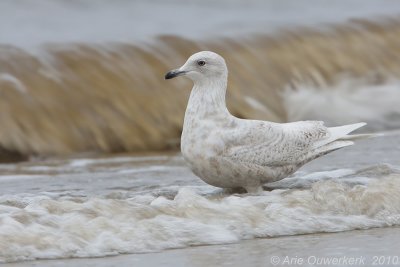 Iceland Gull - Kleine Burgemeester - Larus glaucoides