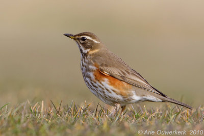 Redwing - Koperwiek - Turdus iliacus