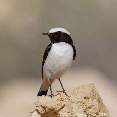 Eastern Mourning Wheatear - Oostelijke Rouwtapuit - Oenanthe lugens
