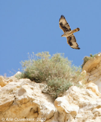 Bonelli's Eagle - Havikarend - Aquila fasciata