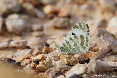 Scarce Green-striped White - Woestijnmarmerwitje - Euchloe falloui