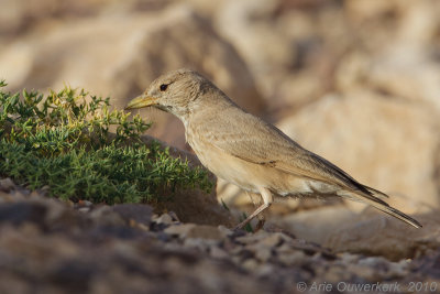 Desert Lark - Woestijnleeuwerik - Ammomanes deserti