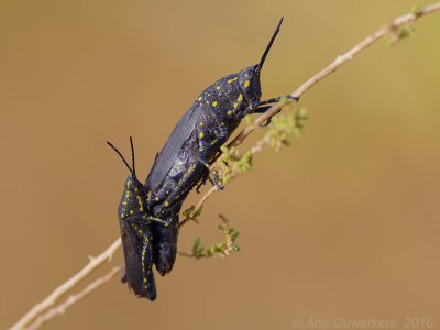 Usher-hopper - Poekilocerus bufonius