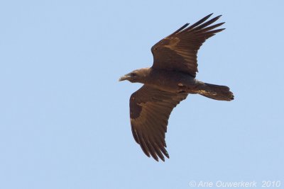 Brown-necked Raven - Bruinnekraaf - Corvus ruficollis