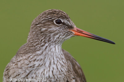 Common Redshank - Tureluur - Tringa totanus