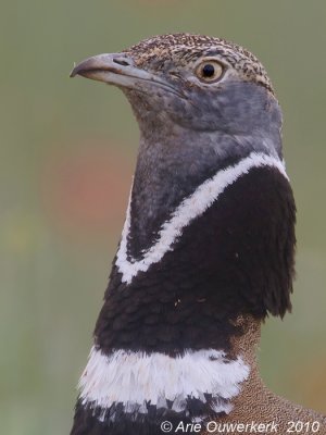 Little Bustard - Kleine Trap - Tetrax tetrax