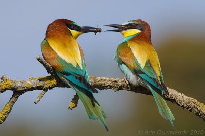 European Bee-eater - Bijeneter - Merops apiaster