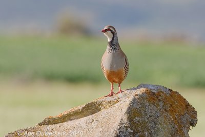 Red-legged Partridge - Rode Patrijs - Alectoris rufa