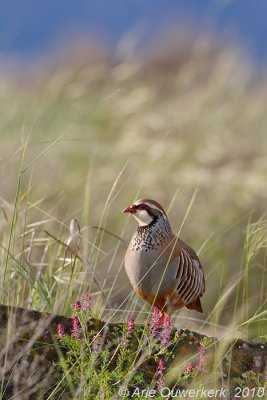 Red-legged Partridge - Rode Patrijs - Alectoris rufa