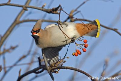 Adult Female in Rowan (2)