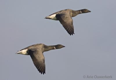 Brent Goose - Rotgans - Branta bernicla