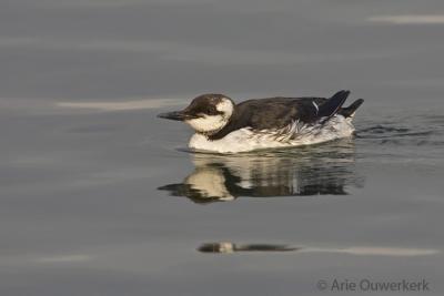 Common Murre (Guillemot) - Zeekoet - Uria aalge