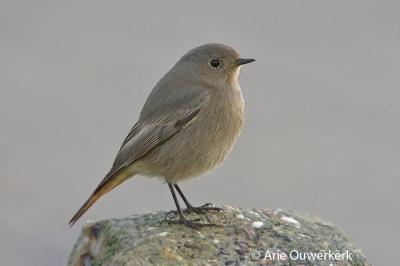 Black Redstart - Zwarte Roodstaart - Phoenicurus ochruros