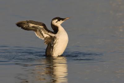 Common Murre (Guillemot) - Zeekoet - Uria aalge