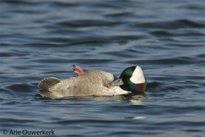 Bufflehead / Buffelkopeend