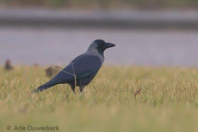 Huiskraai / House Crow
