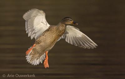 Mallard - Wilde Eend - Anas platyrhynchos