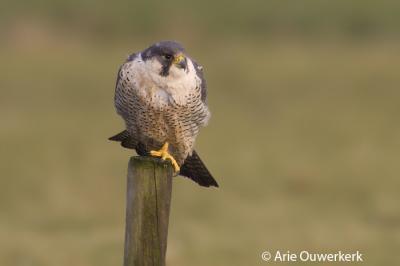 Peregrine Falcon - Slechtvalk - Falco peregrinus