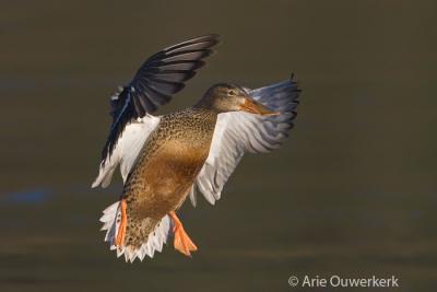 Northern Shoveler - Slobeend - Anas clypeata