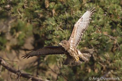 g3/08/586108/3/55251235.buizerd.pbase1.2.jpg