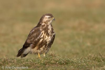 g3/08/586108/3/55322020.buizerd.pbase2.2.jpg