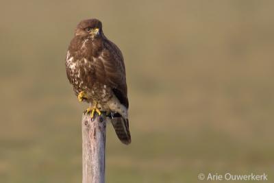 g3/08/586108/3/55322022.buizerd.pbase3.2.jpg