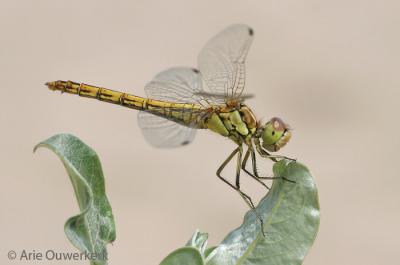 Moustached (Vagrant) Darter - Steenrode Heidelibel - Sympetrum vulgatum