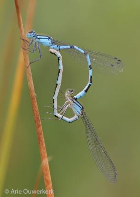 Common Bluet - Watersnuffel - Enallagma cyathigerum