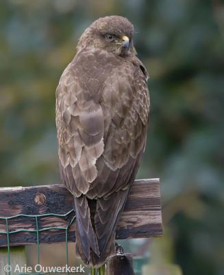 Common Buzzard - Buizerd - Buteo buteo