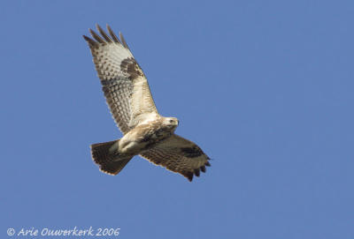 g3/08/586108/3/57210499.buizerd.pbase1.2.jpg