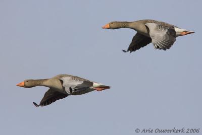 Greylag Goose - Grauwe Gans - Anser anser
