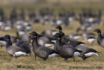 Brent Goose - Rotgans - Branta bernicla