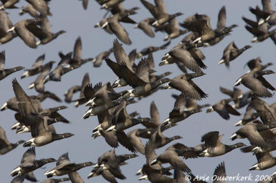 Brent Goose - Rotgans - Branta bernicla