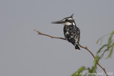 Pied Kingfisher  -  Bonte IJsvogel  -  Ceryle rudis