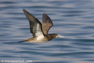 Brown Booby  -  Bruine Gent  -  Sula leucogaster