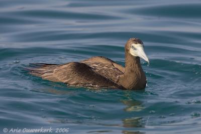 Brown Booby  -  Bruine Gent  -  Sula leucogaster