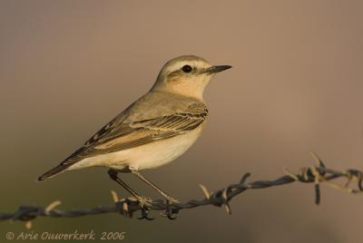Northern Wheatear  -  Tapuit  -  Oenanthe oenanthe
