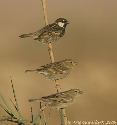 Spanish Sparrow  -  Spaanse Mus  -  Passer hispaniolensis