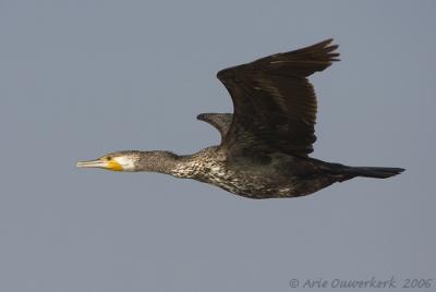 Great Cormorant  -  Aalscholver  -  Phalacrocorax carbo