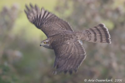 Eurasian Sparrowhawk - Sperwer - Accipiter nisus