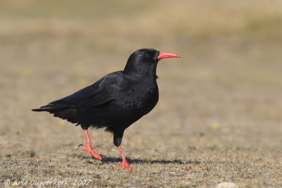 Red-billed Chough - Alpenkraai - Pyrrhocorax pyrrhocorax