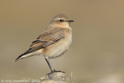 Northern Wheatear - Tapuit - Oenanthe oenanthe