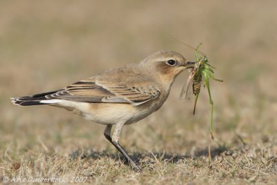 Northern Wheatear - Tapuit - Oenanthe oenanthe