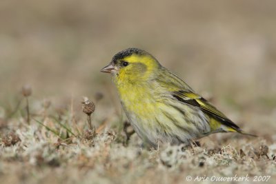 Eurasian Siskin - Sijs - Carduelis spinus