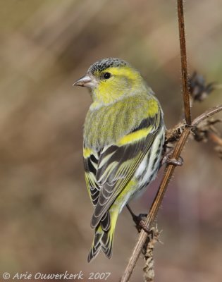 Eurasian Siskin - Sijs - Carduelis spinus