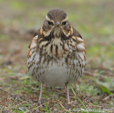 Redwing - Koperwiek - Turdus iliacus